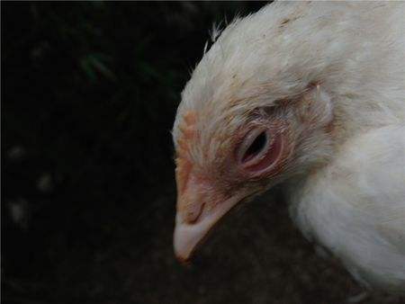 养鸡眼瞎是什么病用什么药,鸡眼睛病是怎么引起的