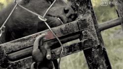 平头哥蜜獾照片,蜜獾平头哥动物科普