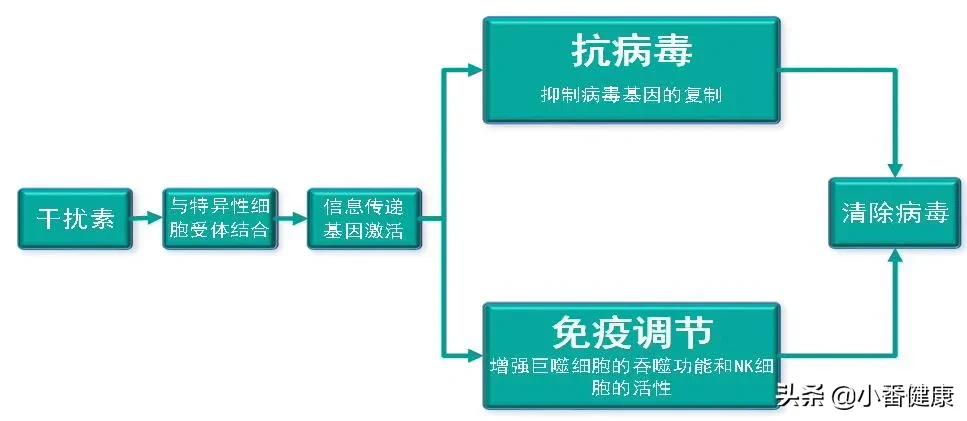 干扰素治疗乙肝的药理作用,乙肝干扰素机制