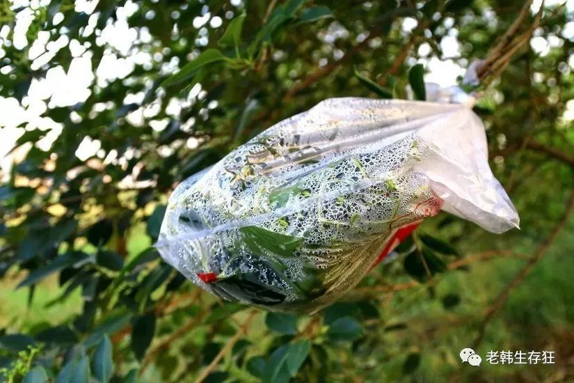 沙漠求生取水技巧,生存狂逃生技巧