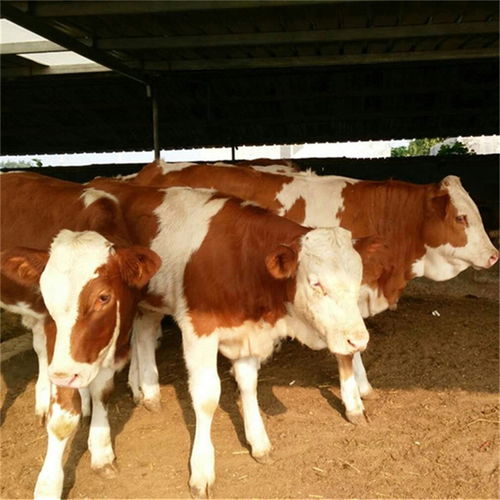 公路即将恢复收费，可不要着急买牛犊，而忽视了买牛的风险