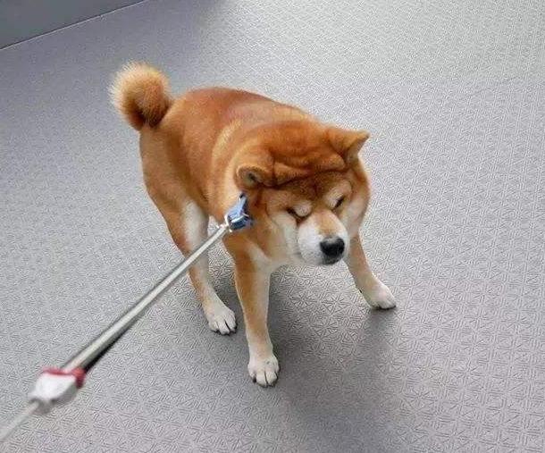 最倔的狗,脾气最暴躁的狗有哪些