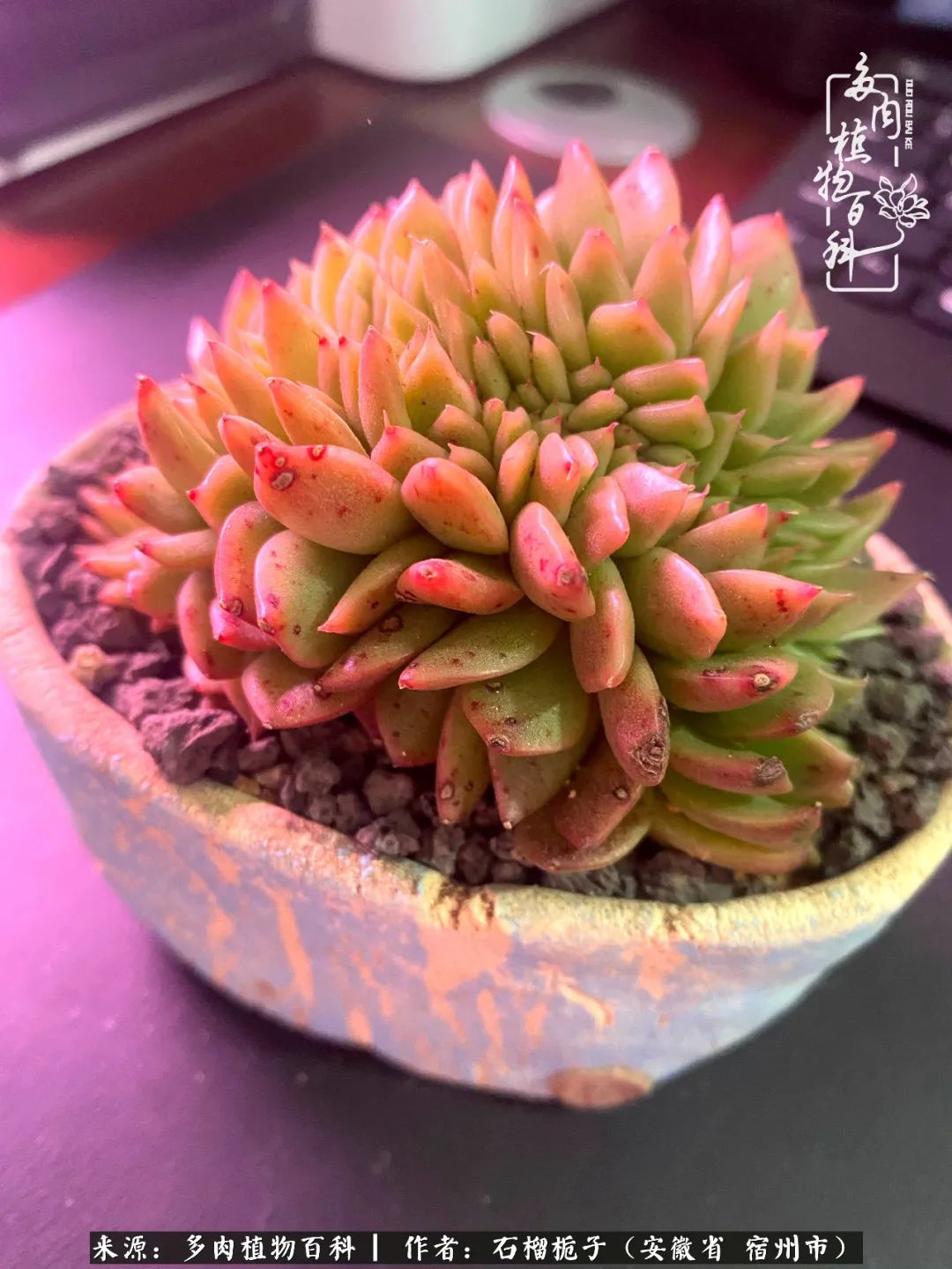 治愈系多肉：何以解忧，唯有多肉