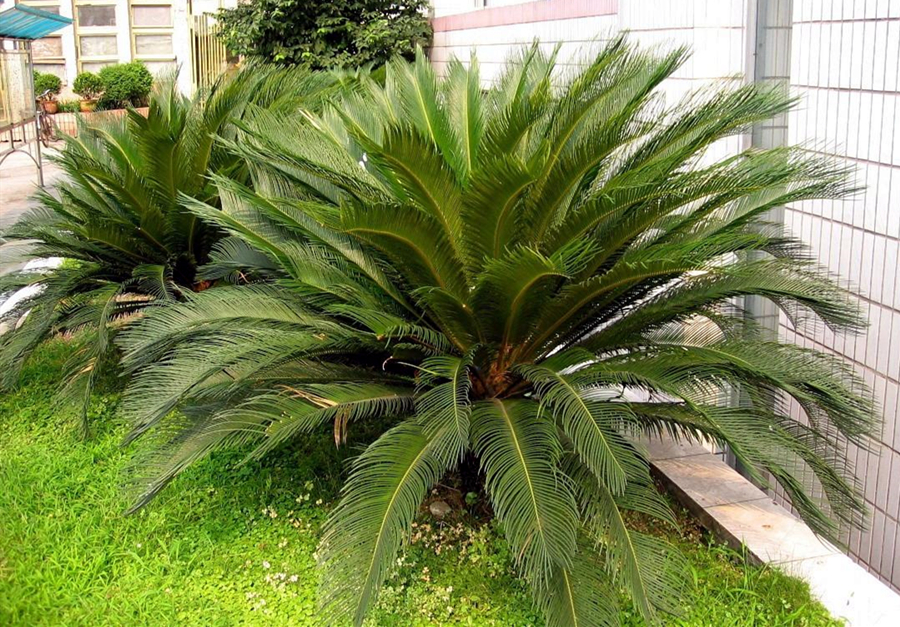 铁树用什么土好养活啊,铁树最好养的品种