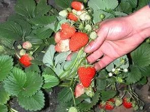 北方农业种植致富项目,农业种植致富项目有什么