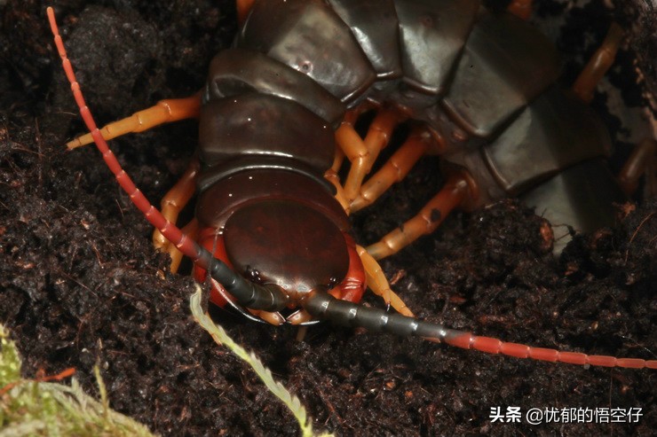 加拉帕戈斯巨人蜈蚣最大个体,加拉帕戈斯巨型蜈蚣科普
