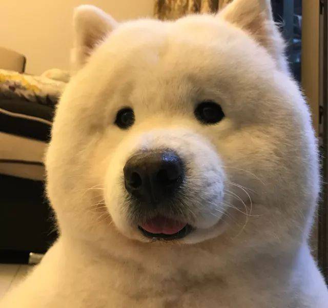 萨摩耶身体长癣,萨摩耶体内有虫什么症状