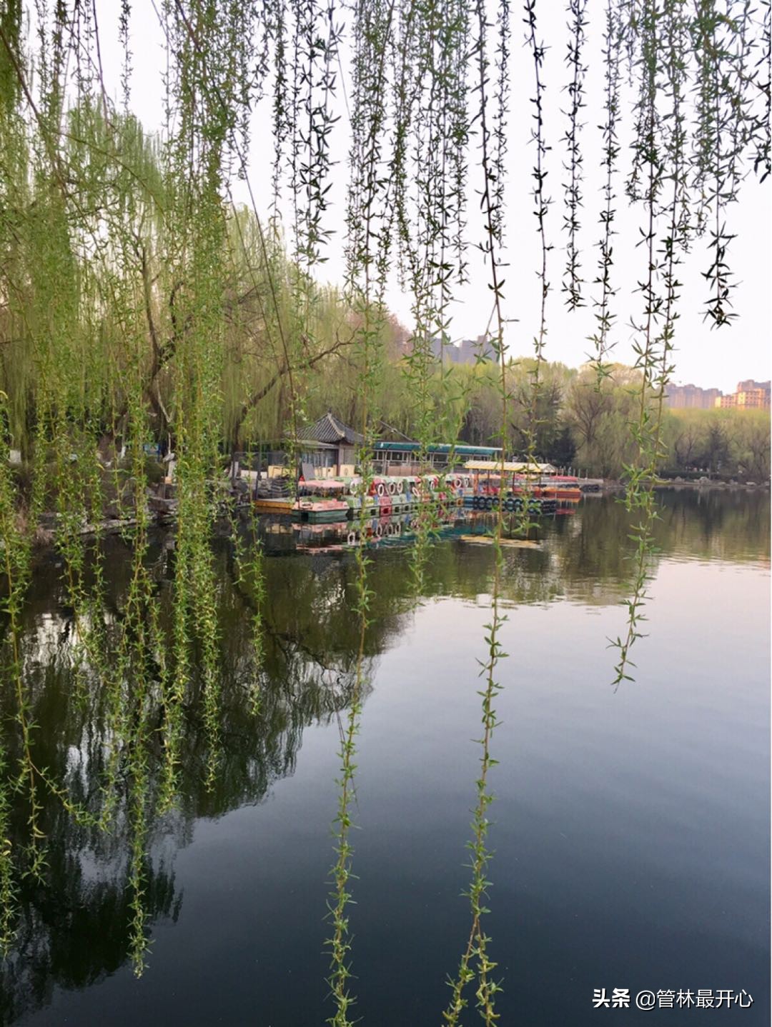 文人骚客喜欢用植物中的什么,古代文人志士喜爱哪些植物