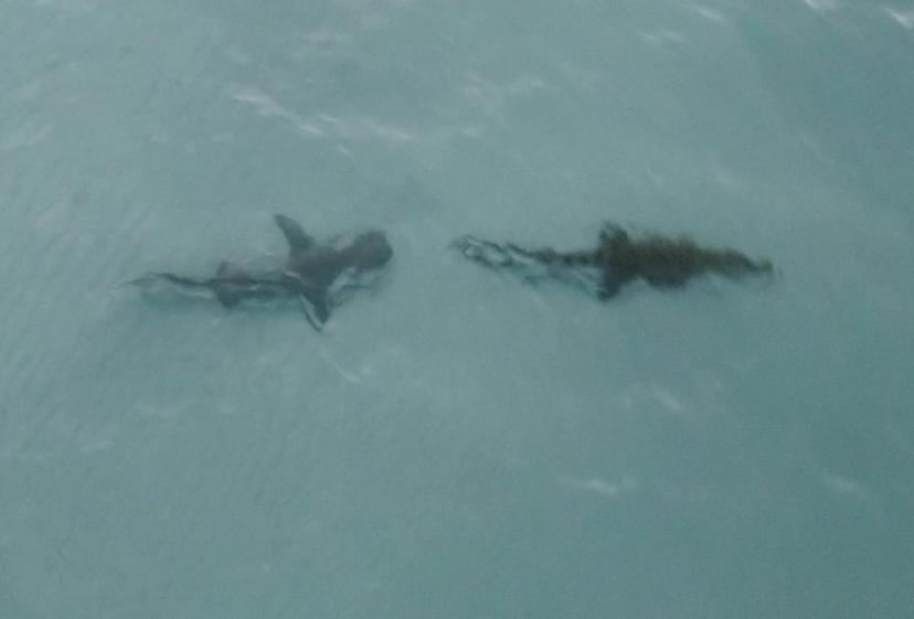 虎鲨捕食鳄鱼,鳄鱼被猎豹抓住