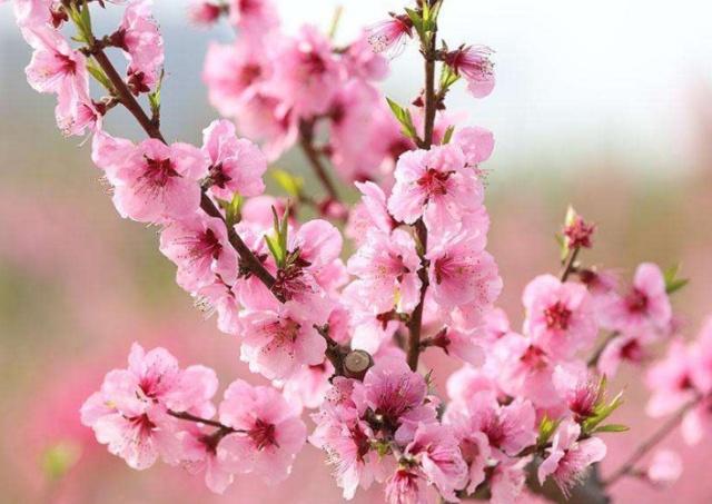 趣味测试：你认为哪一枝桃花最漂亮？测你近期的桃花运如何