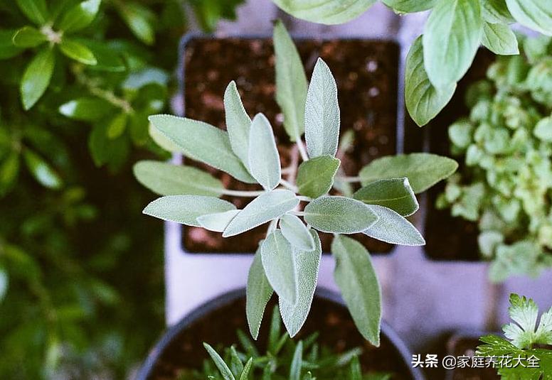 冬季室内干燥如何增加室内湿度,室内温度太干燥怎么保湿