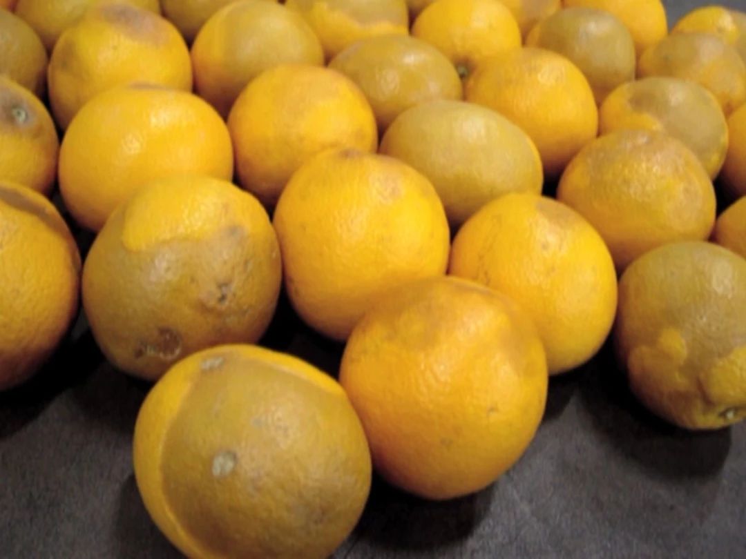 绿霉病害症状,柑橘绿霉病能治好吗