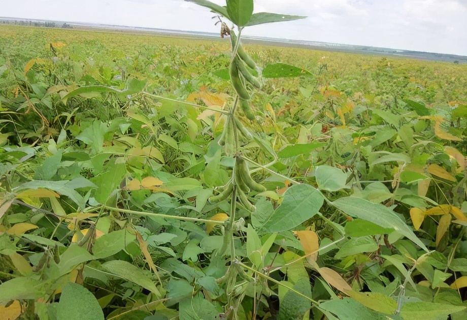 微量元素的作用和使用方法,中微量元素的正确使用方法