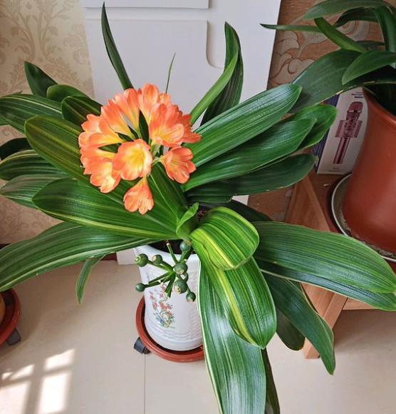 君子兰怎么养才能叶片油绿,养君子兰发黄如何处理