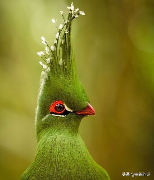 6月到了，送你6花6蝶6鸟6景6曲6诗，这月顺顺利利。
