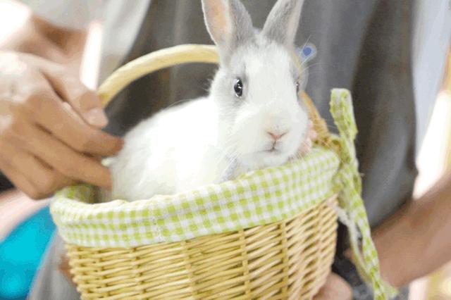 兔子馆三里屯,深圳三里屯兔子馆