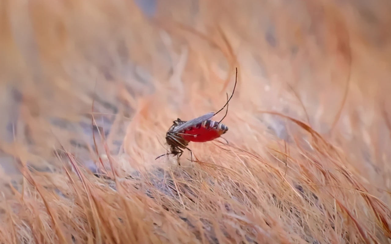 夏天蚊子多怎么给狗驱蚊,宠物用什么方法预防蚊子