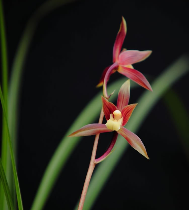 秋芝是什么样的兰花,秋芝兰花为什么这么贵