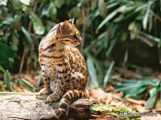 铁狸子学名是什么,铁狸子是什么样的动物