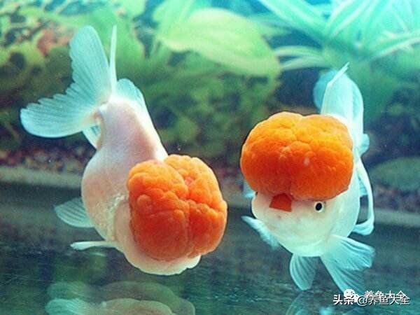 重庆户外养金鱼会冷死么,为什么养金鱼老是死