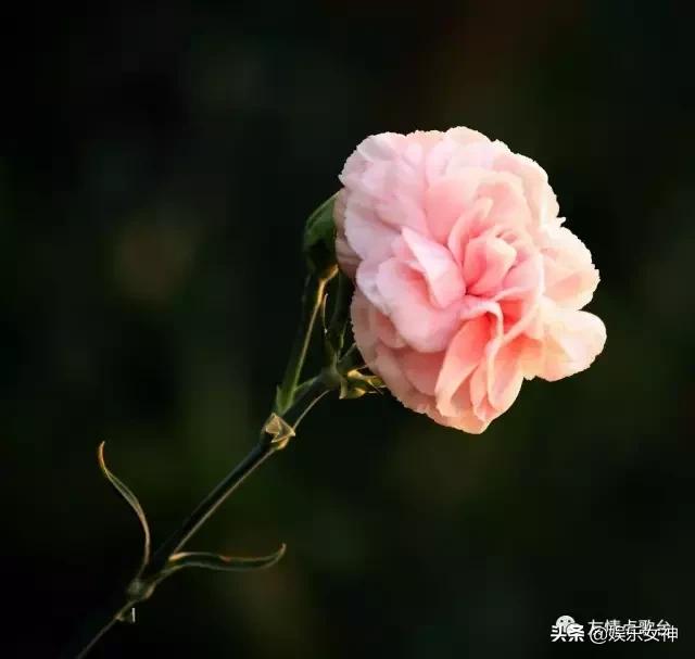 送给老师教师节礼物康乃馨,康乃馨教师节祝福语简短10字