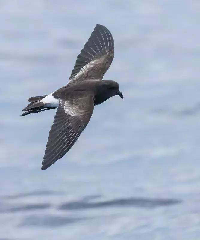 像黑色的闪电高傲地飞翔,像黑色的闪电