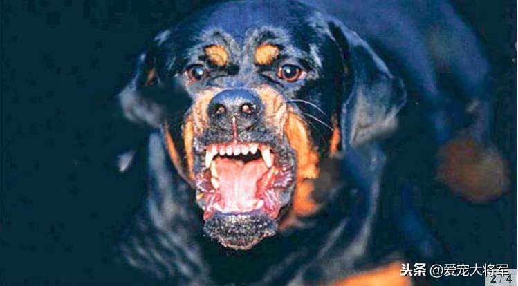 恶狗一来就咬人怎么办,遇到恶狗如何自救恶狗袭击
