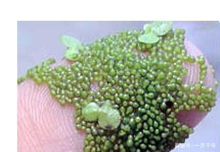 你知道世界上什么花最好养吗,你知道什么是世界上最好的花吗