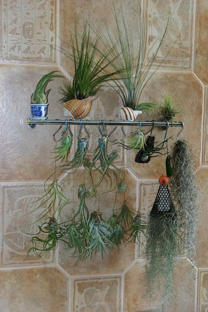 好看又好养的盆花,人养花也养人