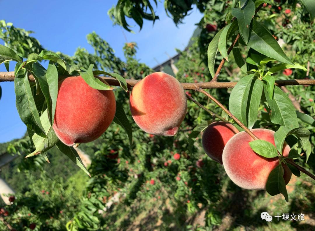 十堰新鲜采摘桃,十堰西沟桃子