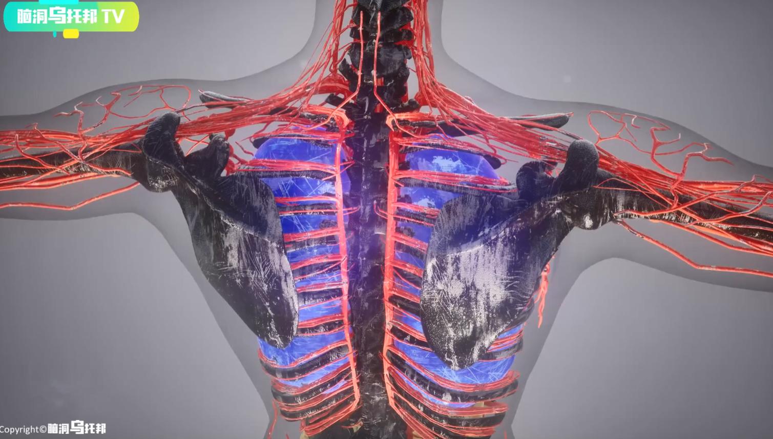 主宰人生死的隐藏器官,主宰生死的神秘器官