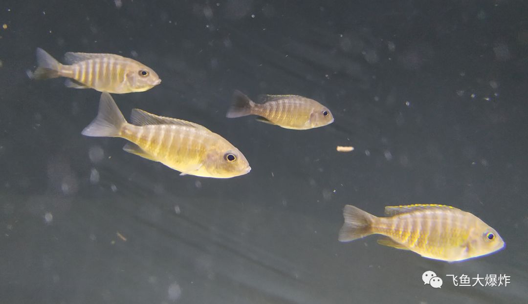 「慈鲷档案」三湖慈鲷·马鲷·金松鼠~听说非洲老家亲戚数量告急