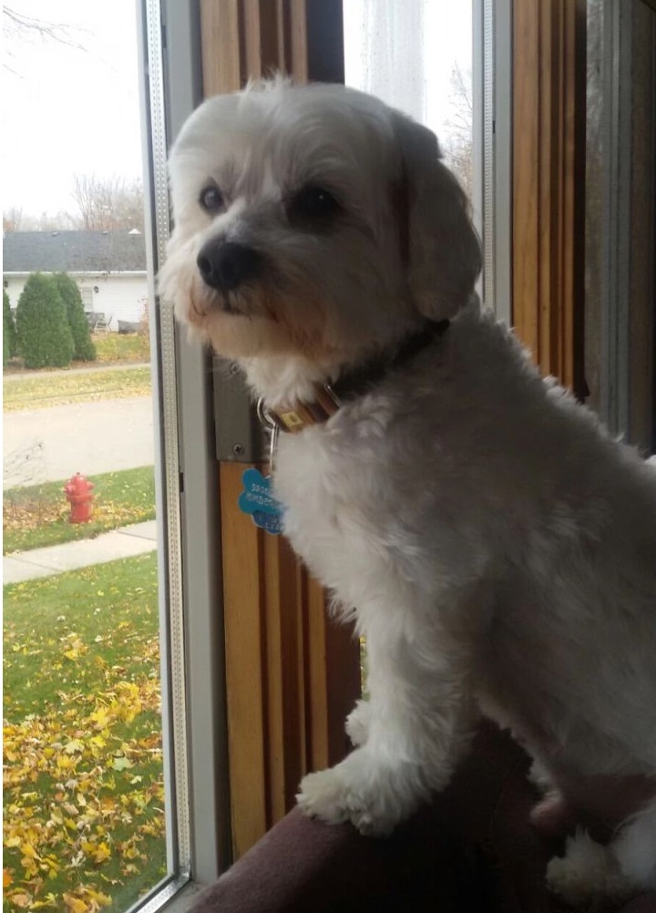 马尔济斯犬饲养技巧,马尔济斯犬优点和缺点图片