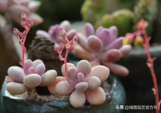 多肉开花怎么办呢,多肉开花的原因和解决方法