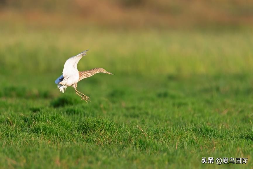 索尼selp1670镜头评测,索尼alpha9镜头