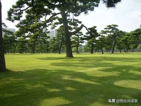 小区绿化日常养护工作内容,小区绿化养护多少钱一个平方