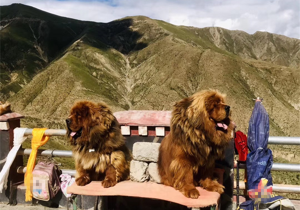 土狗绝对是最忠诚的狗,土狗的警惕性有多强