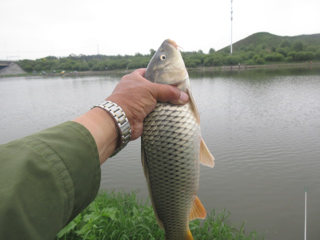 出鱼的好钓位可遇不可求，当然遛鱼上岸的手法也很主要