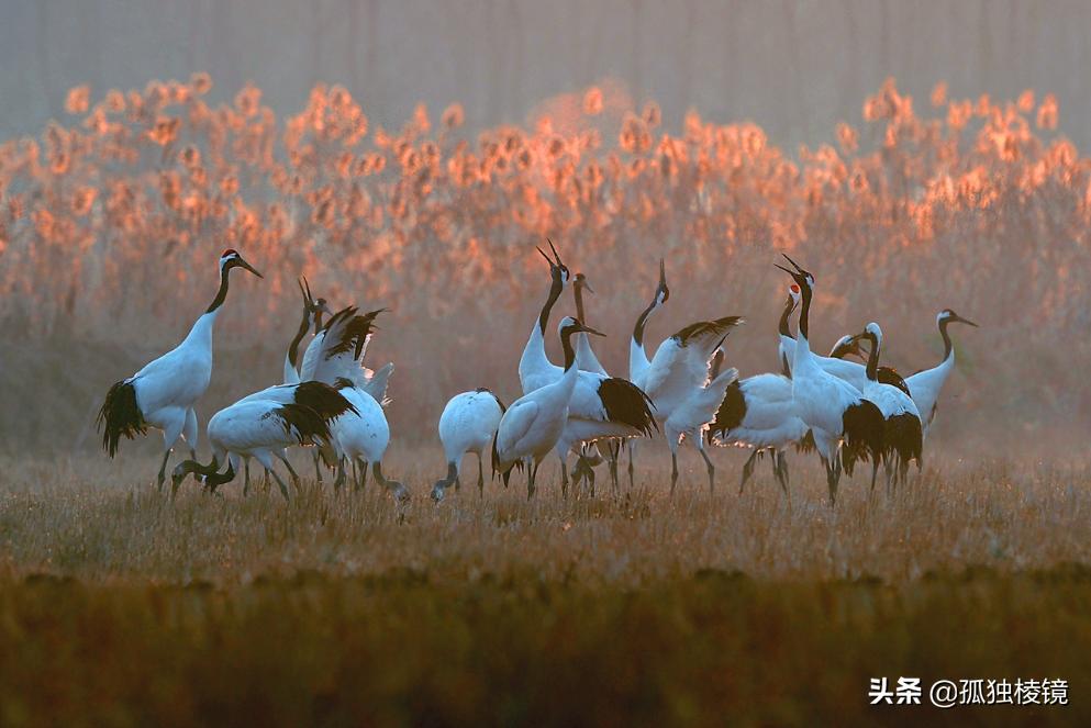 拍鸟的100个技巧,拍鸟的十大技术