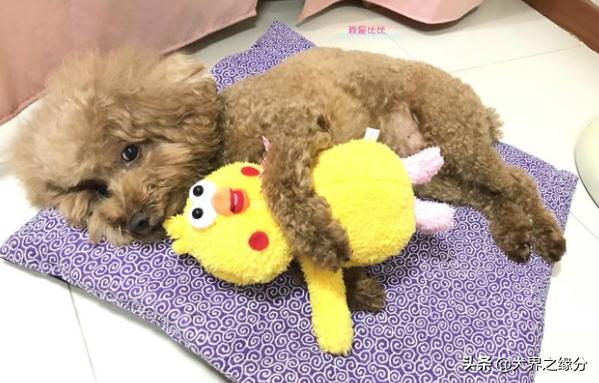 泰迪犬不爱吃饭怎么办,泰迪犬不吃饭怎么办