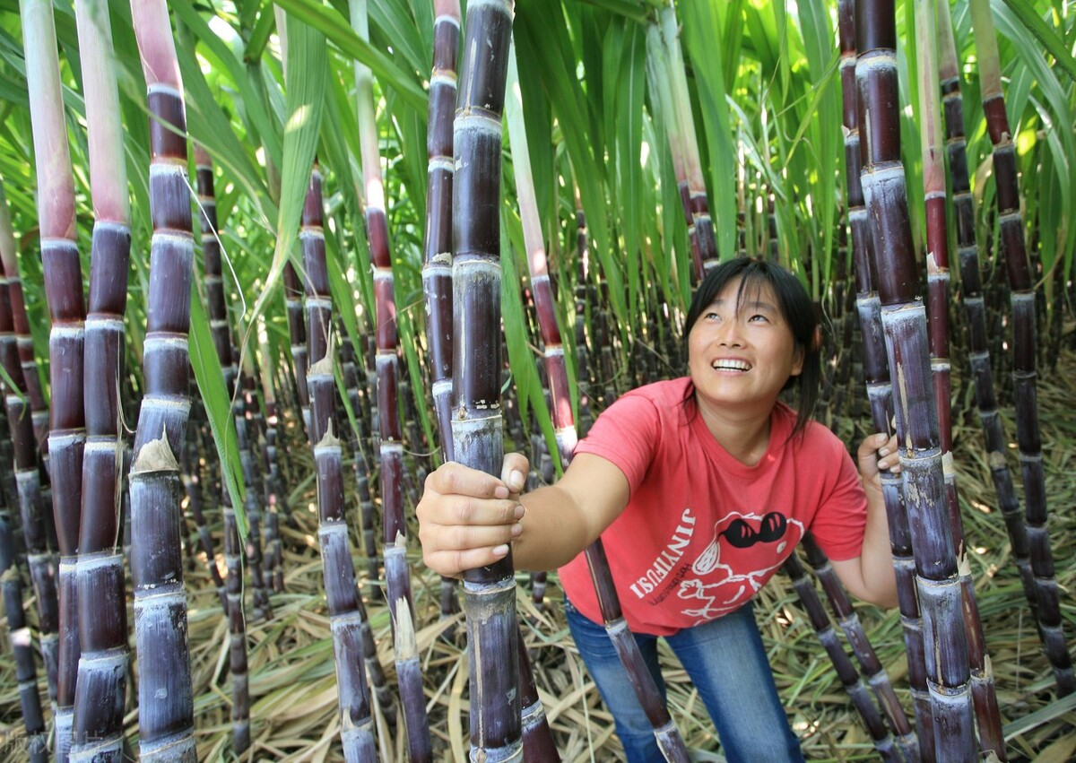 典故诗话258食蔗从梢佳境渐入
