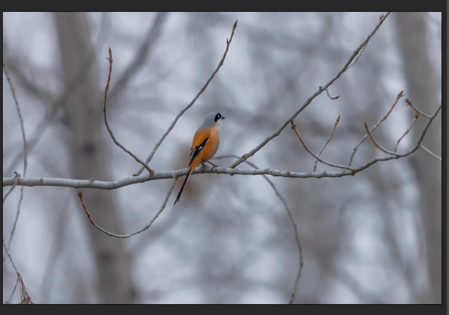 暴雪要来了最低零下三十度,暴雪真的要来了吗