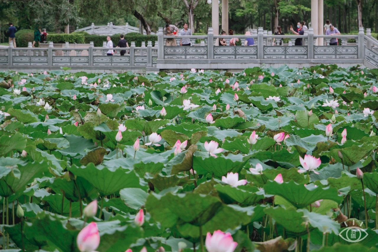 深圳洪湖公园7月18号还有荷花吗,深圳洪湖公园现在有荷花开吗