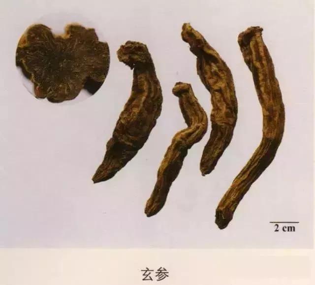 中药材图片大全大图带药名,200多味中药材图谱带图