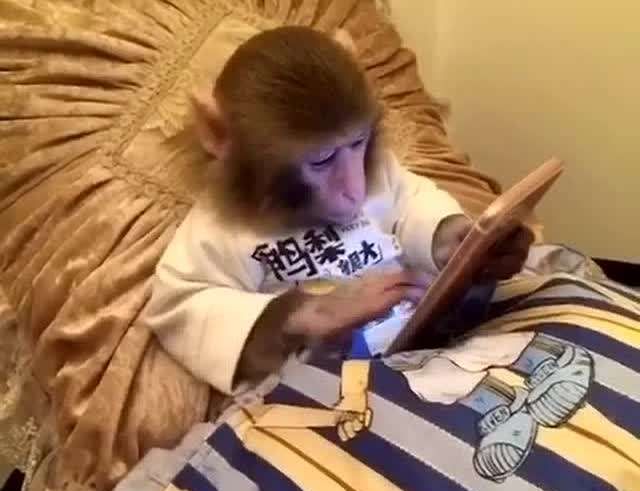 眼睛干涩容易疲劳吃什么药,眼睛干涩喝什么茶养肝明目