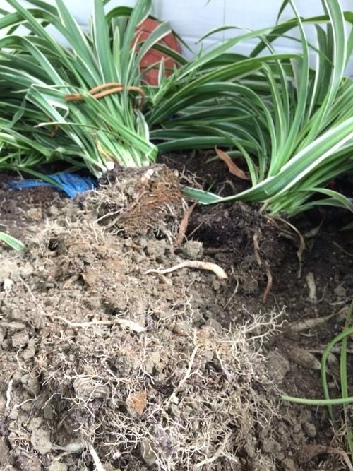 吊兰不徒长的秘诀,吊兰不修根可直接换盆吗