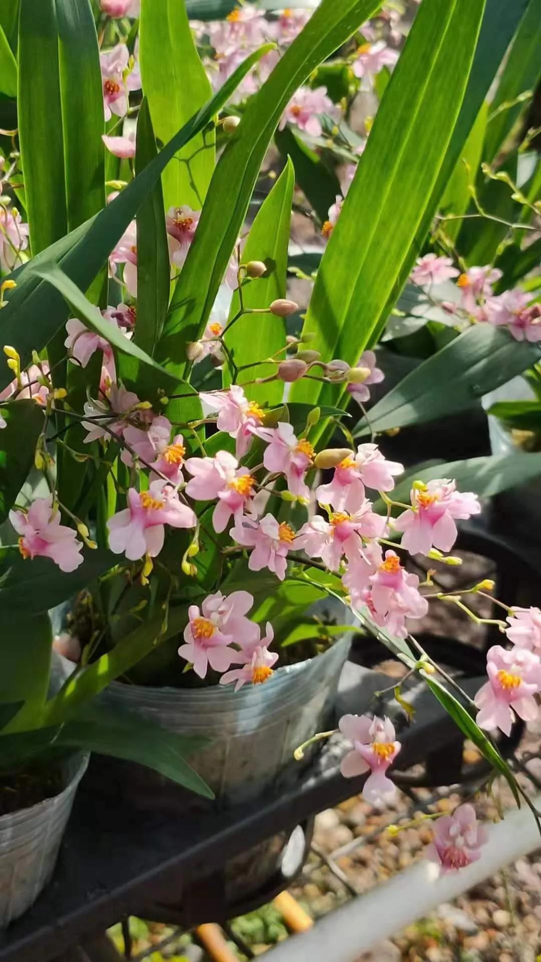 梦香兰的养殖方法,梦香兰花苗