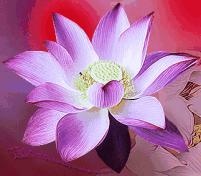 柯汝读邮：荷花T54映日荷花别样红