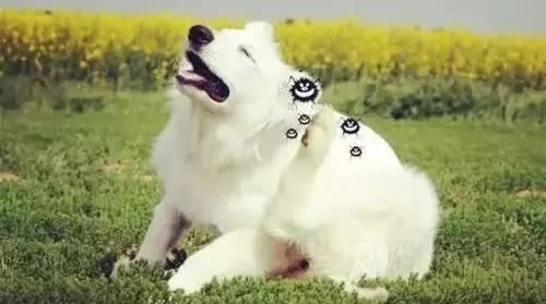 狗狗淋雨后生病的症状,狗狗生病会有哪些症状