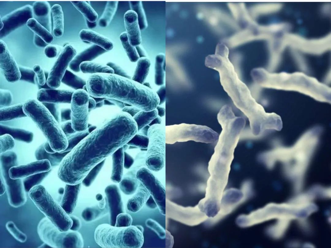 双歧杆菌和哪个菌搭配好,乳双歧杆菌和双歧杆菌有什么区别